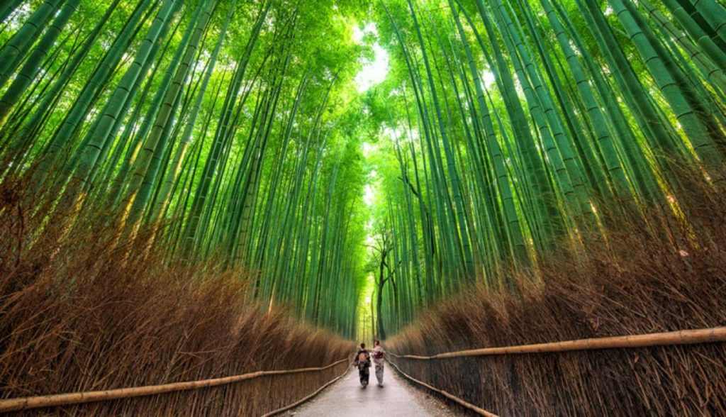 El Bosque de Bambú de Arashiyama