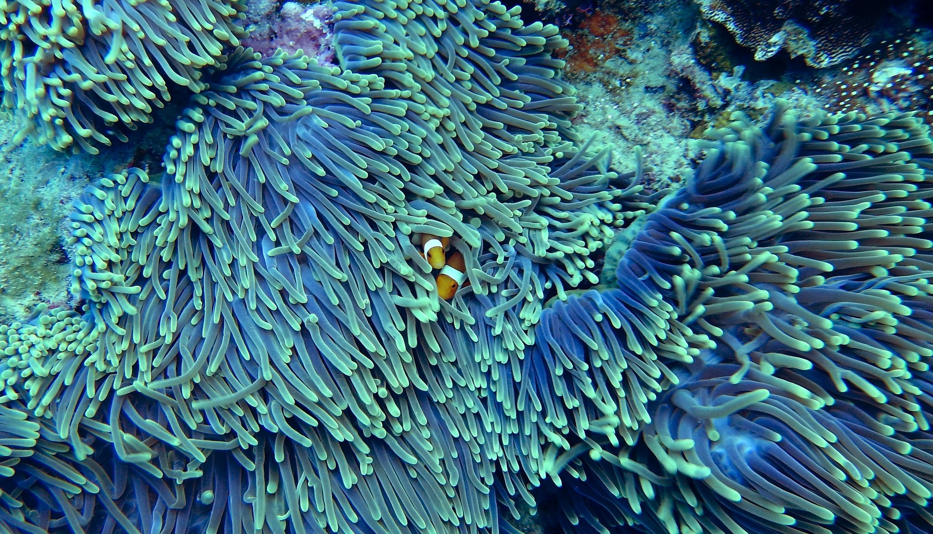 Arrecifes de Coral 